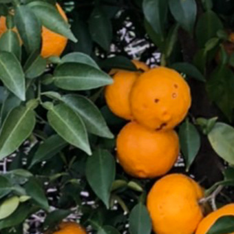 完熟柚子の写真